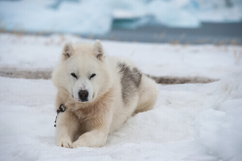 Qual O Nome Da Raça Do Cachorro Da Neve?