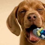 Dando Remédio ao Cachorro