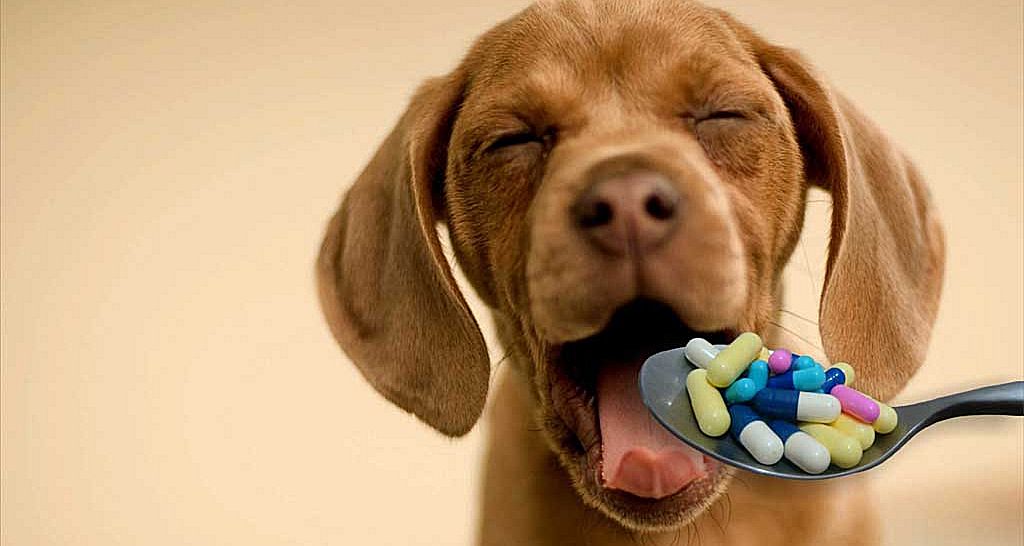 Que Remédio Não Pode Dar Para Cachorro? Veja a Relação