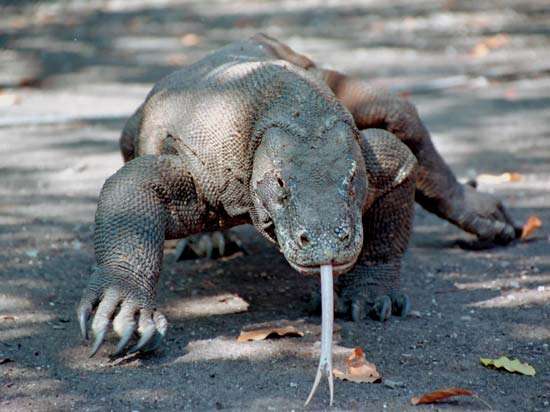 Diferenças entre o Monstro de Gila e o Dragão de Komodo
