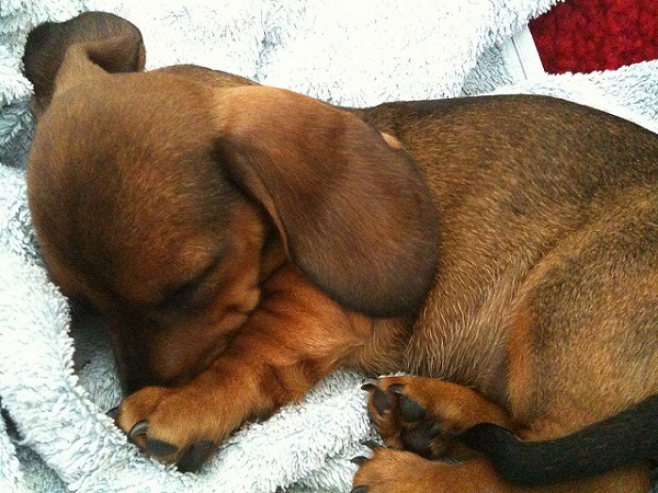 O Que Fazer Para o Cachorro Dormir na Caminha?