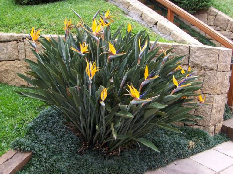 Flor Ave-do-Paraíso no Jardim
