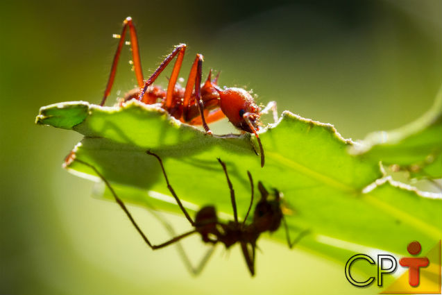 Formiga Cortadeira: Características, Nome Cientifico, Fotos e Tamanho