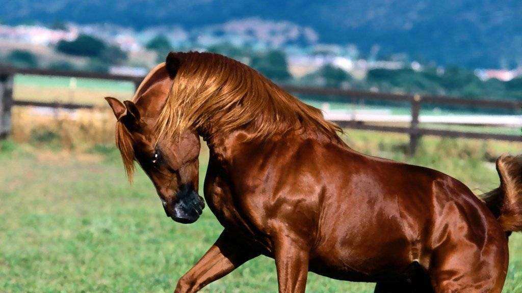 Habitat do Cavalo: Onde Eles Vivem na Natureza?