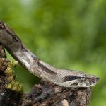 Habitat da Jiboia