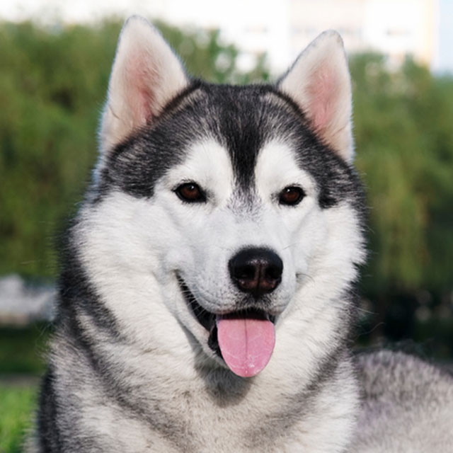 Reprodução do Husky Siberiano: Filhotes e Período de Gestação