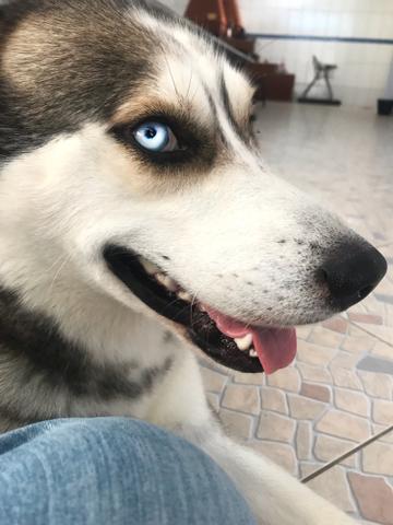 Ficha Técnica do Husky Siberiano: Peso, Altura, Tamanho e Imagens