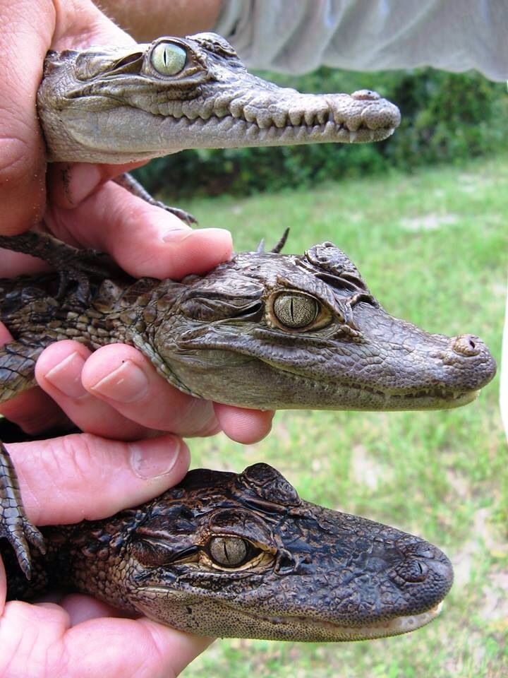 Qual a Diferença Entre o Jacaré, Crocodilo e Aligátor?