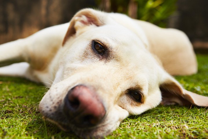 Vacina Leptospirose Canina, Relato de Caso e Hemograma