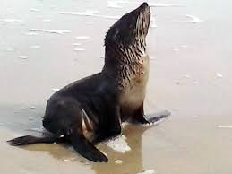 História do Lobo-Marinho e Origem do Animal