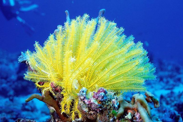 Lírio-do-Mar Amarelo