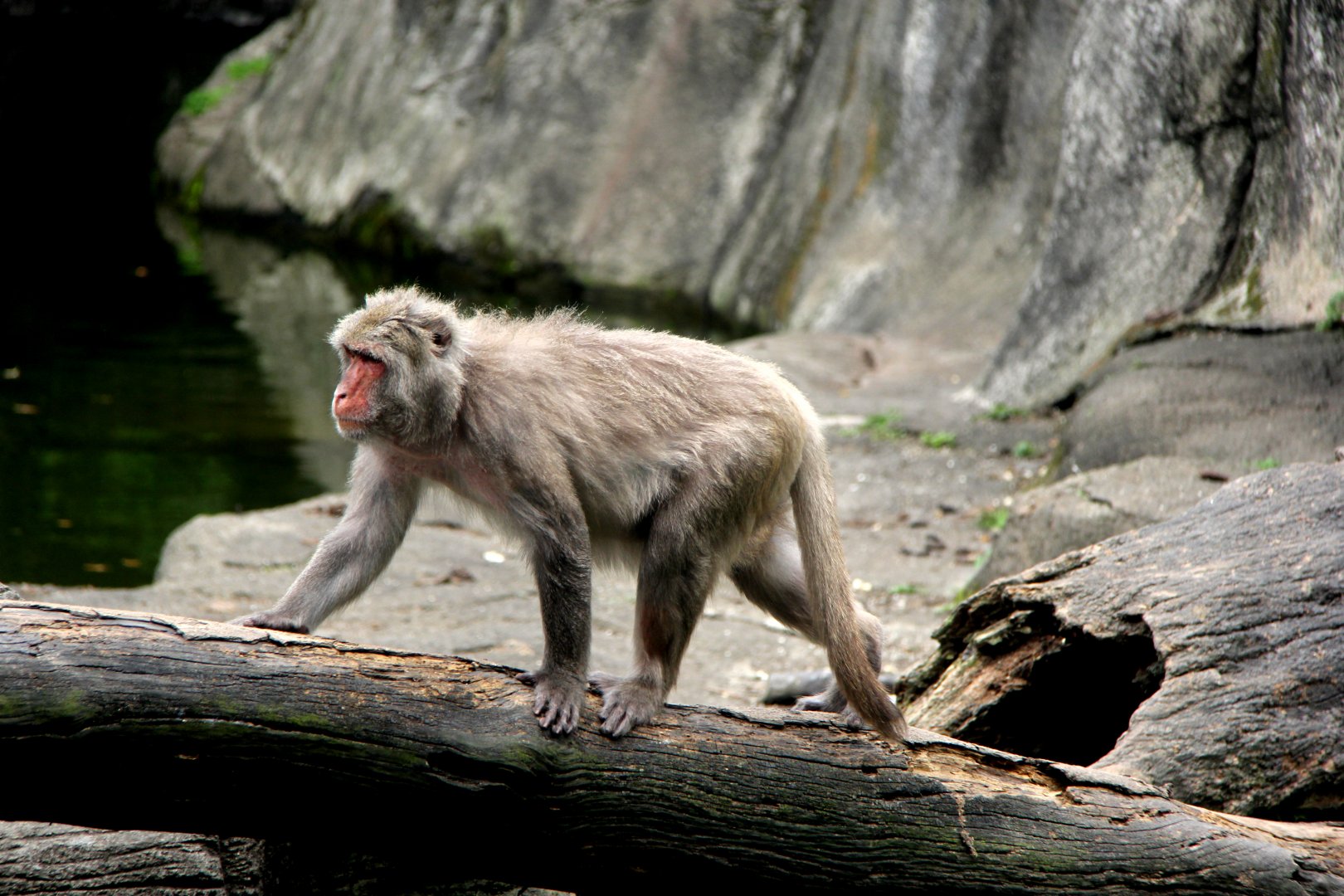 Macaca Cyclopis ou Macaco de Taiwan: Características e Fotos