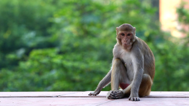 Macaco Curiosidades e Fatos Interessantes Sobre o Animal