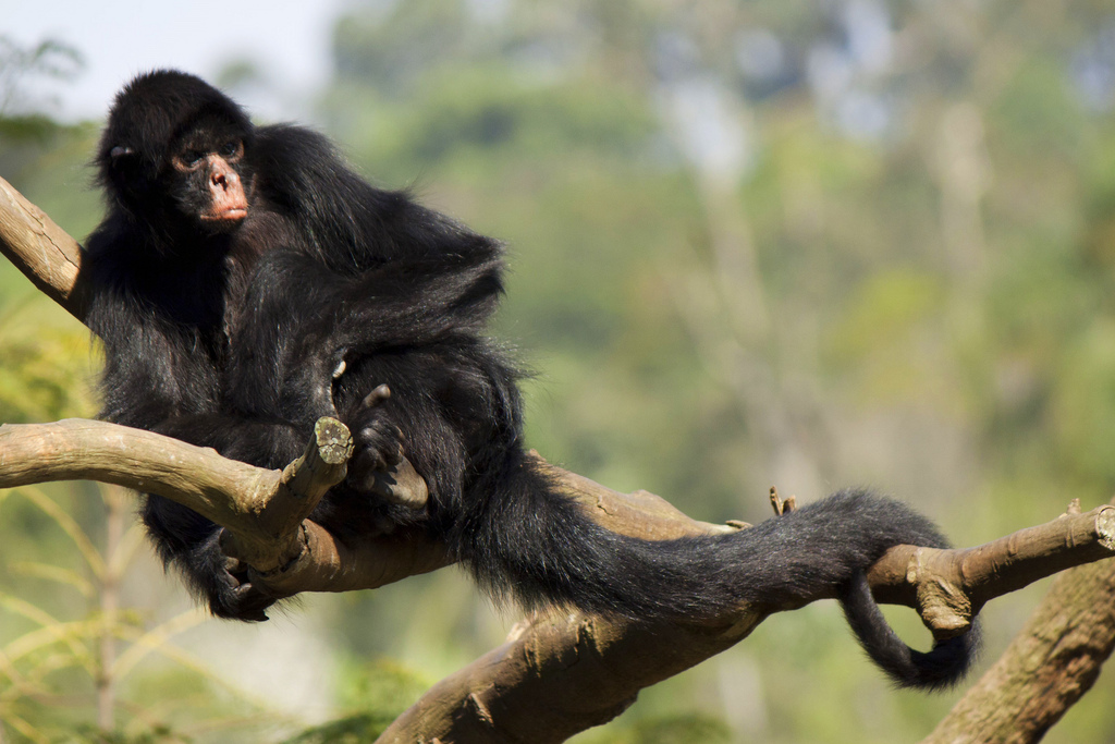 Macaco-Aranha-de-Cara-Preta: Características, Habitat e Fotos