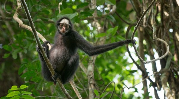 Macaco-Aranha-de-Geoffroy: Características, Habitat e Fotos