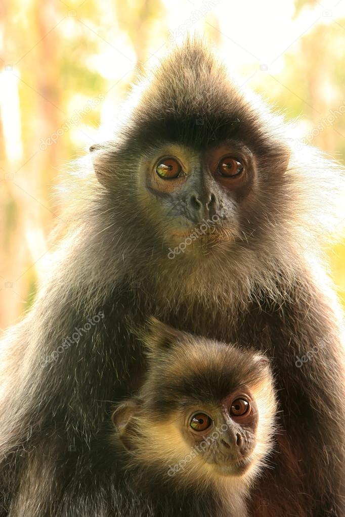 Macaco-Folha-Prateado ou Langur-Prateado: Características