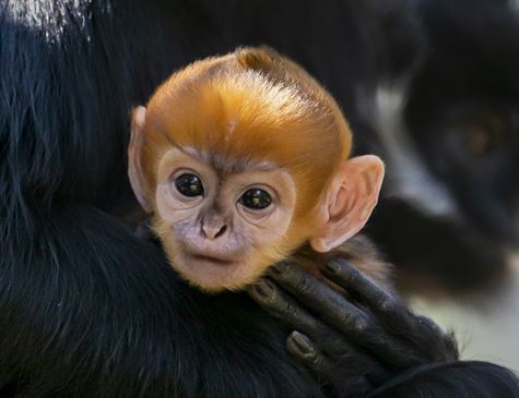Macaco-Folha-de-François: Características, Nome Científico e Fotos