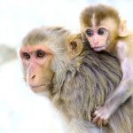 Macaco Junto Com Seu Filhote
