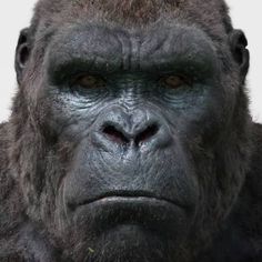 Nomes para Macacos Masculino e Feminino: Famosos e Engraçados