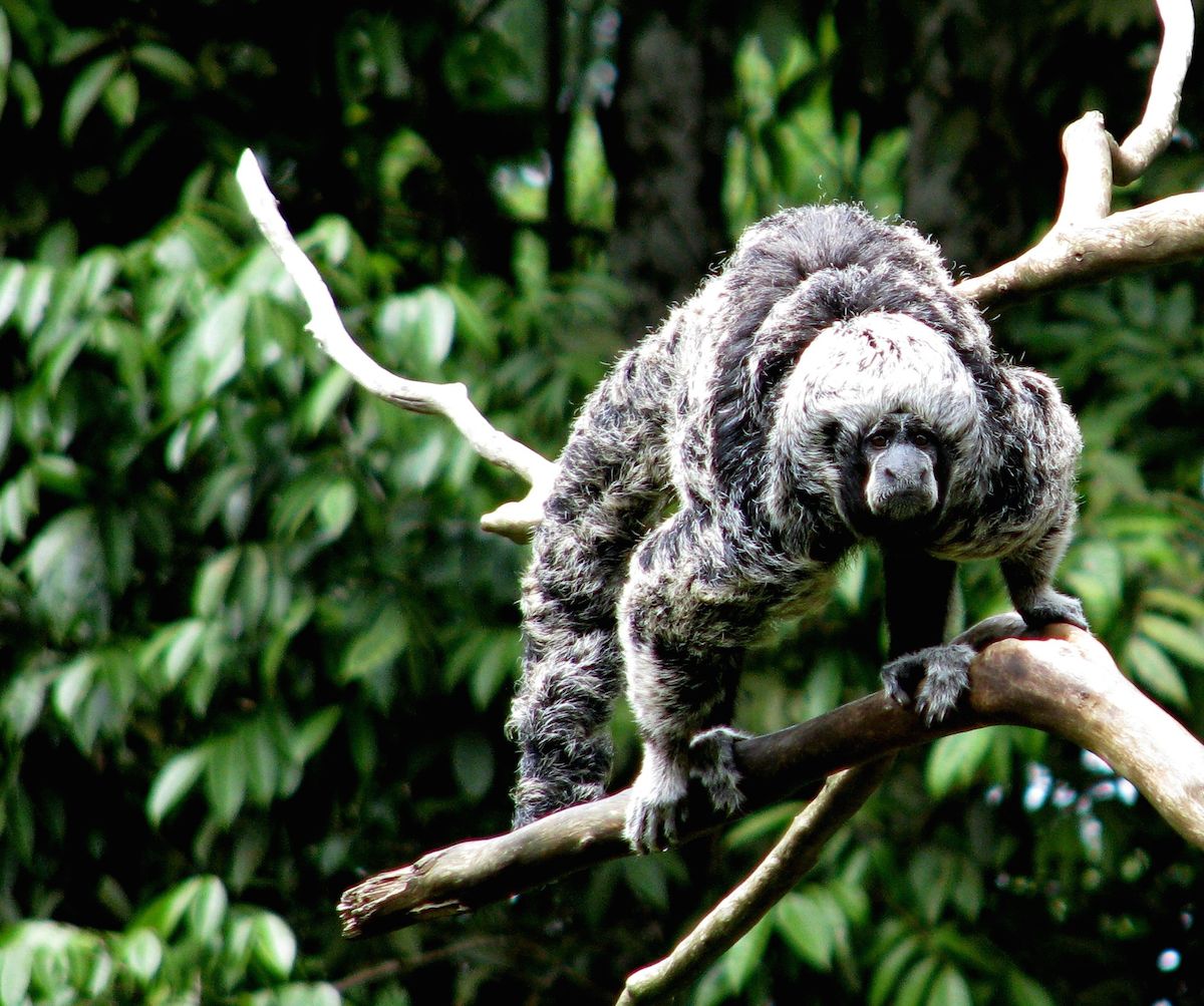 Macaco-Parauacu: Características, Nome Científico e Fotos