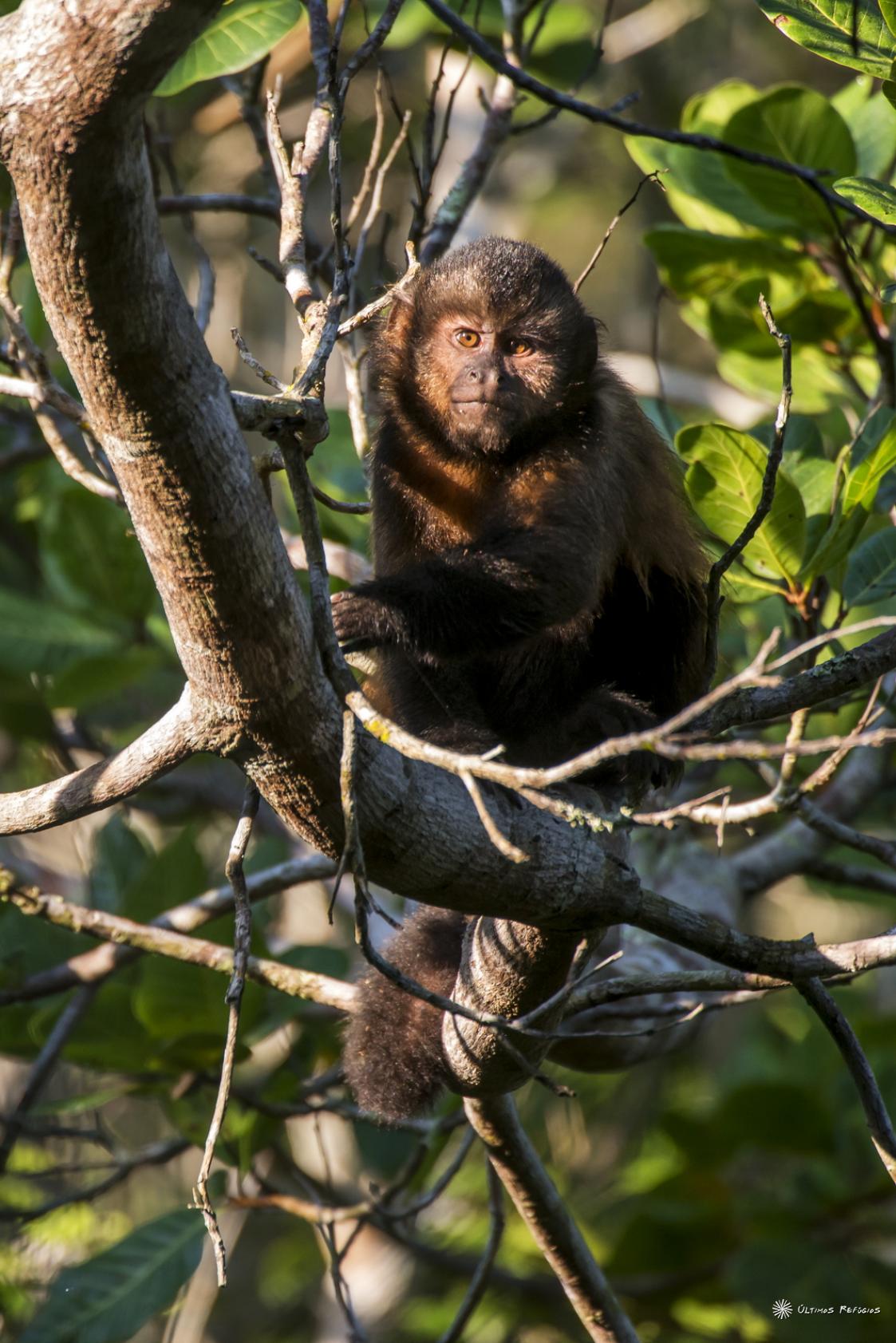 Macaco-Prego-De-Crista: Características, Nome Cientifico E Fotos