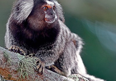 História do Macaco Sagui e Origem do Animal