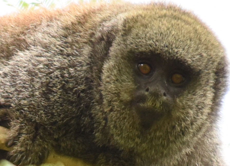 Macaco Zogue-Zogue: Características, Nome Cientifico e Fotos