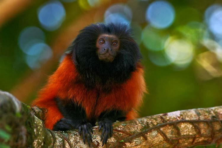 Mico-Leão-de-Cara-Preta: Características, Nome Cientifico e Fotos