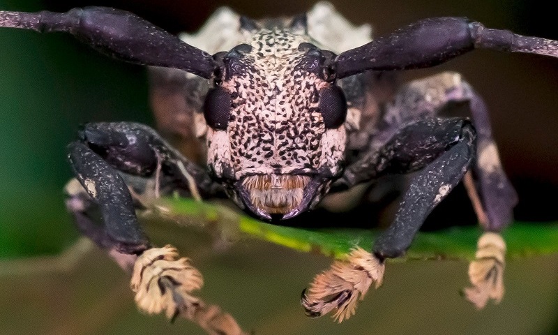 Besouro Venenoso: Características, Nome Cientifico E Fotos