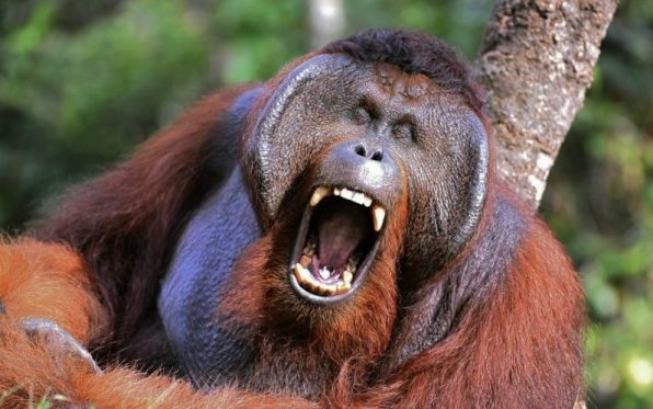 Orangotango Idade da Pedra: O Que É Isso? Como Assim?