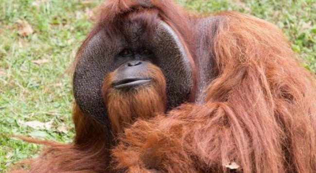 Historia do Orangotango e Origem do Animal