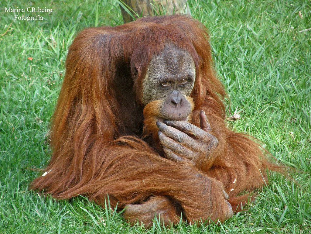Onde Vive o Orangotango de Sumatra? Qual Seu Habitat?