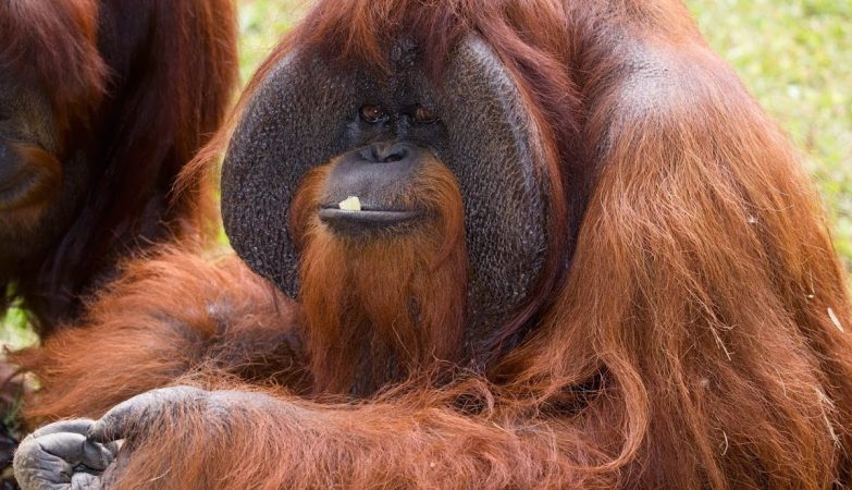 Predadores do Orangotango e Seus Inimigos Naturais
