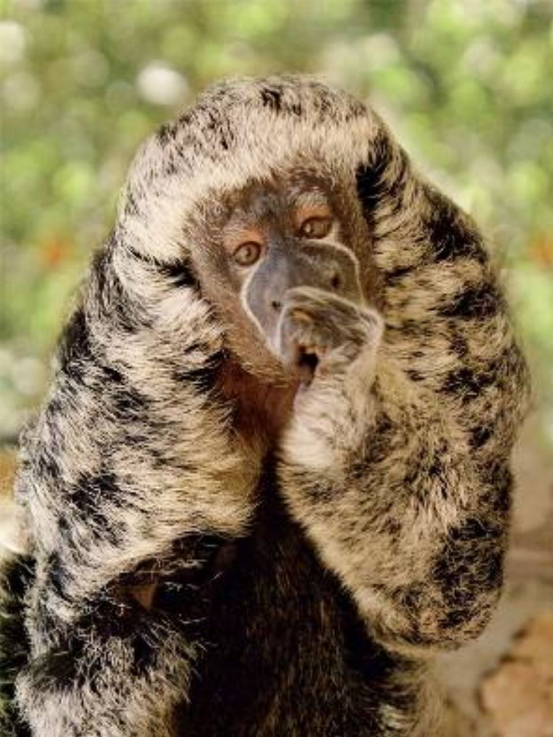 Parauaçu ou Macaco-Cabeludo: Características, Habitat e Fotos