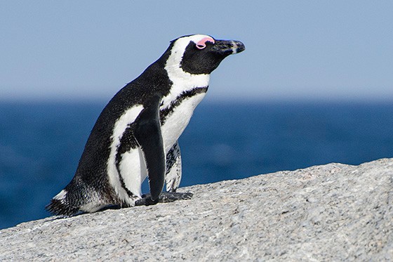 Pinguim Africano: Características, Nome Científico e Fotos