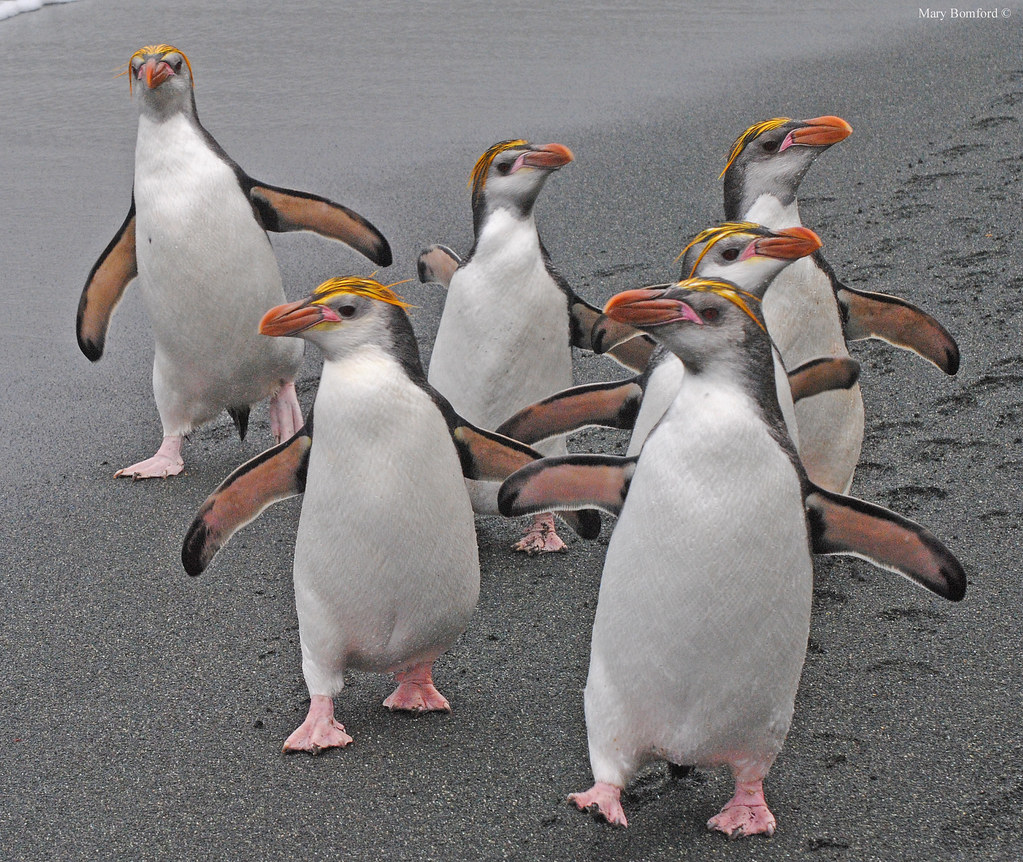 Pinguim Real: Características, Nome Científico e Fotos