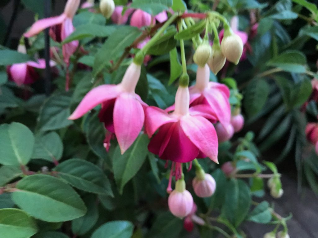Como Salvar Planta Brinco de Princesa Seca ou Murchando