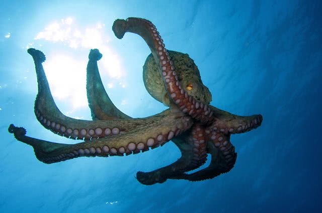 Polvo do Mar: Características, Nome Científico, Origem e Fotos