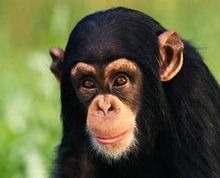 Quais as Diferenças: Macaco, Gorila, Orangotango e Chimpanzé?