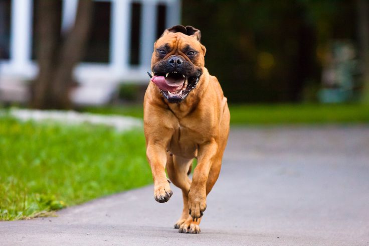 História da Raça Bullmastiff e Origem do Cachorro