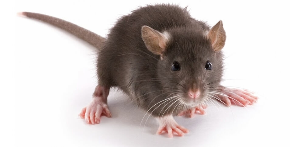 História do Rato e Origem do Animal