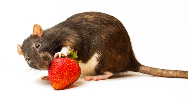 Alimentação do Rato: O Que Eles Comem?