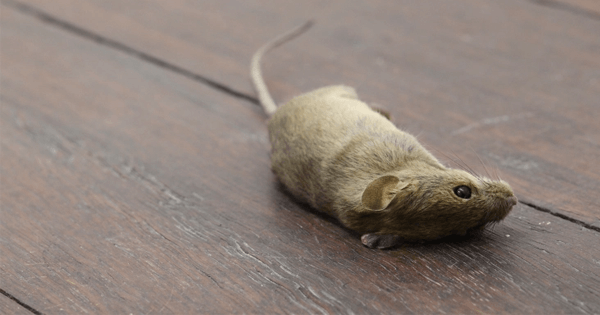 Como Matar Ratos Com Feijao, Cimento e Garrafa Pet?