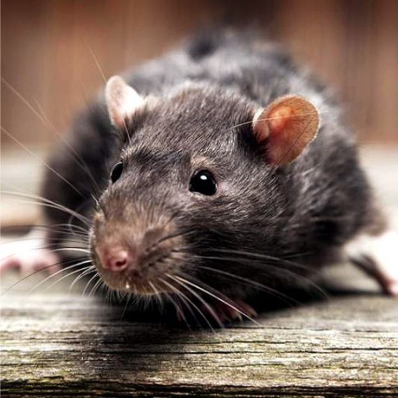 Rato de Telhado: Características, Nome Científico e Fotos