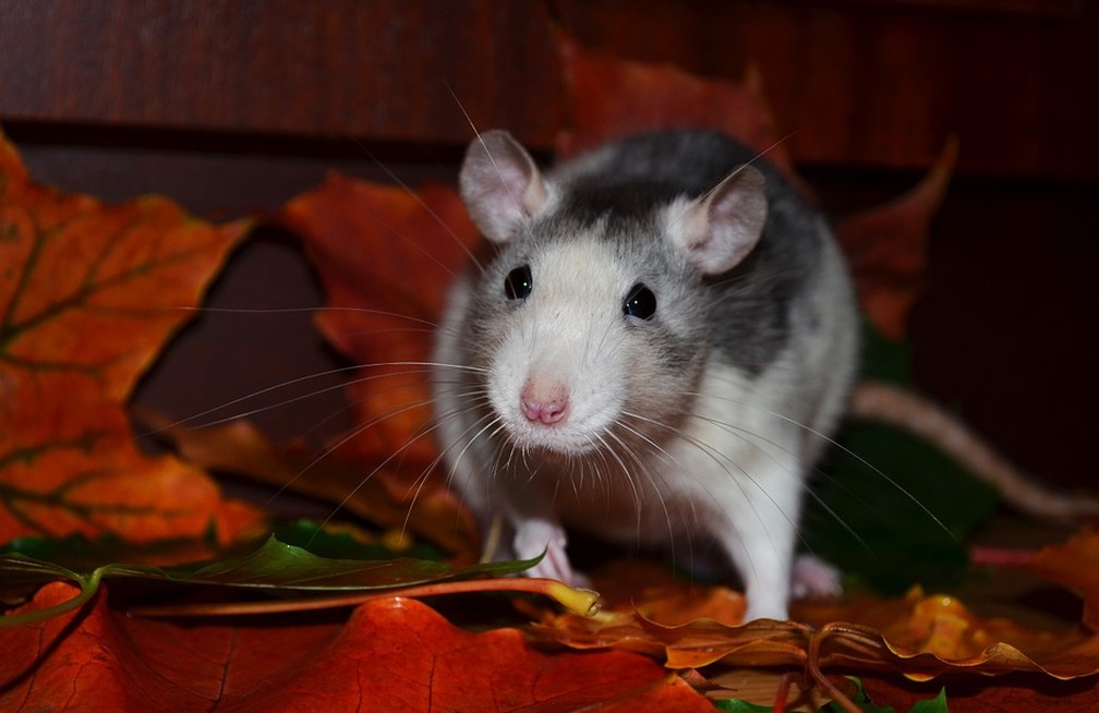 Ratos Tem Medo de Pessoas?