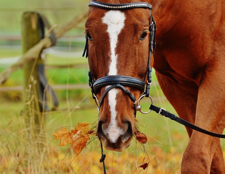 Quantos Quilos de Ração um Cavalo Come Por Dia? Qual a Melhor?