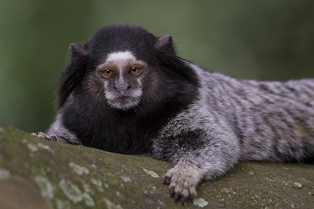 Quais São os Predadores do Sagui e Seus Inimigos Naturais?