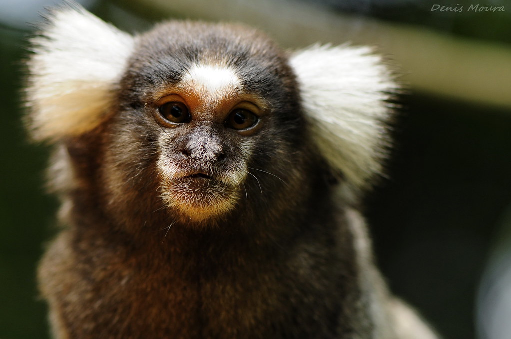 Sagui-Imperador: Características, Nome Cientifico e Fotos