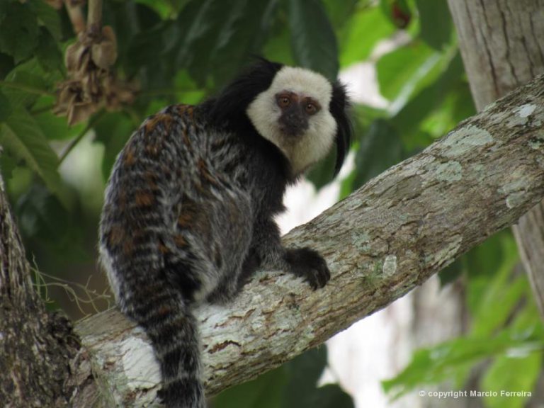 Sagui-de-Cara-Branca em Cima da Árvore