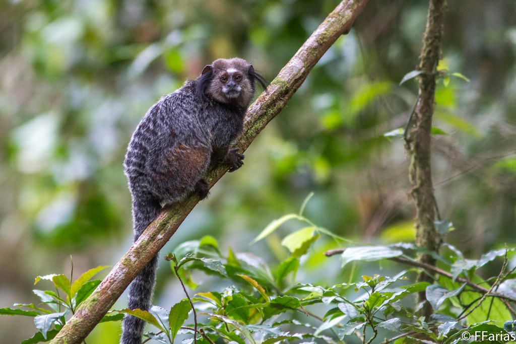 Sagui-de-Wied: Características, Nome Científico e Habitat